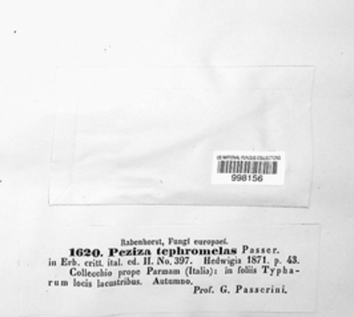 Niptera tephromelas image
